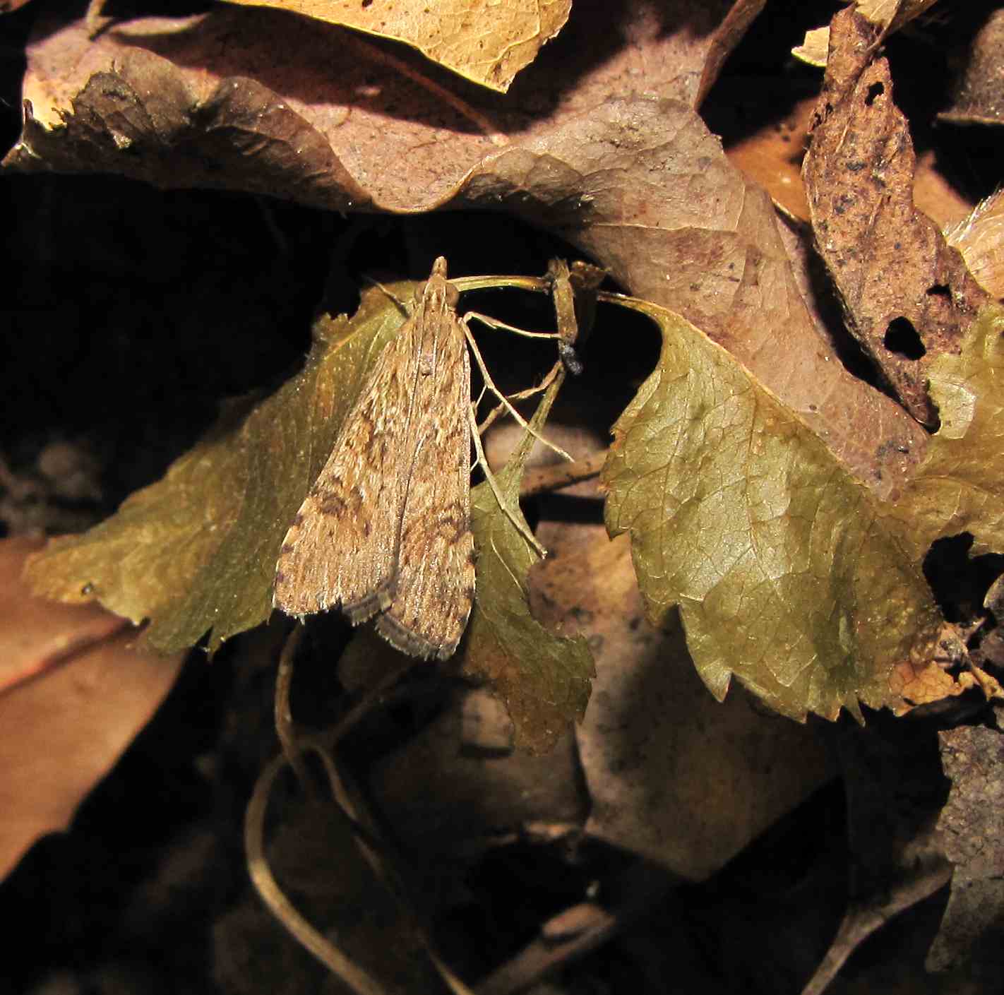 forse due noctuidae? - Hellula undalis